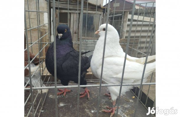 King galambok más dúcot keresnek