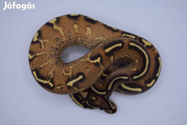 Királypiton - Highway