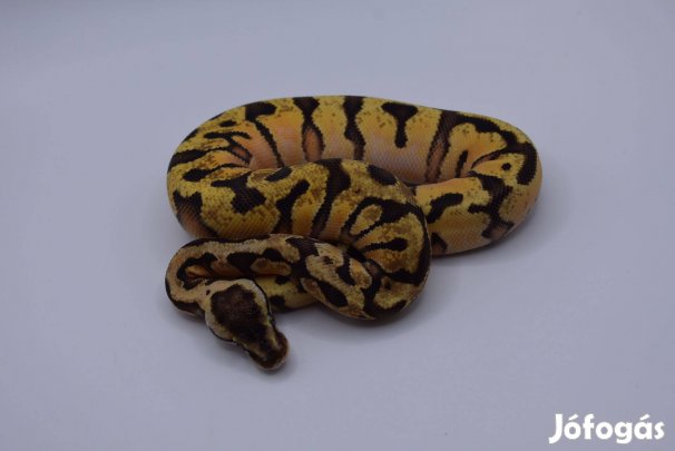 Királypiton - Pastel Enchi OD HGW YB