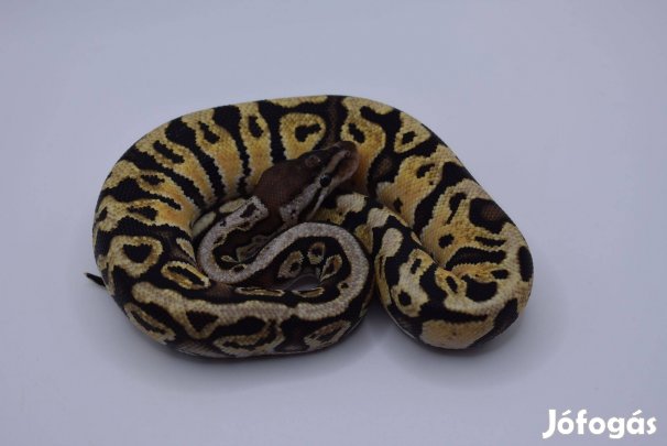 Királypiton - Pastel HGW YB