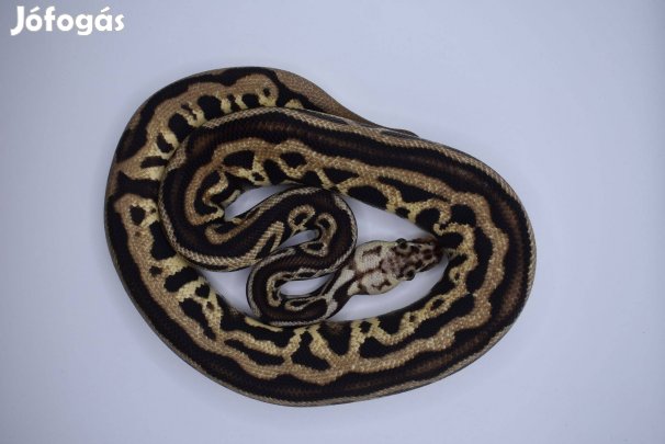 Királypiton - Pastel Leopard Spotnose Genetic Black Back