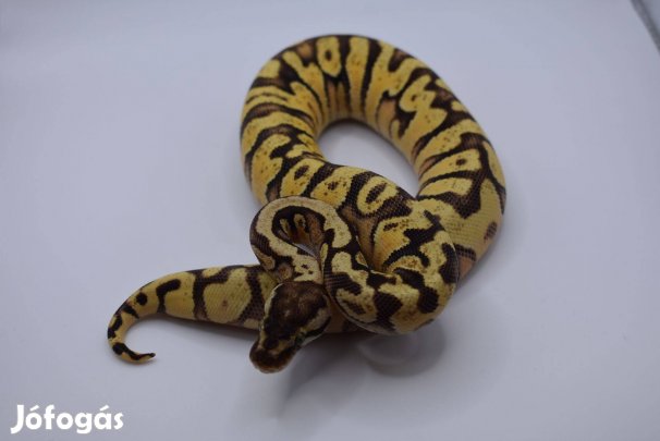 Királypiton - Pastel OD HGW YB