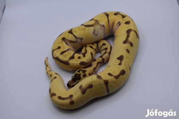 Királypiton - Pastel Super OD Super Enchi HGW Specter/YB