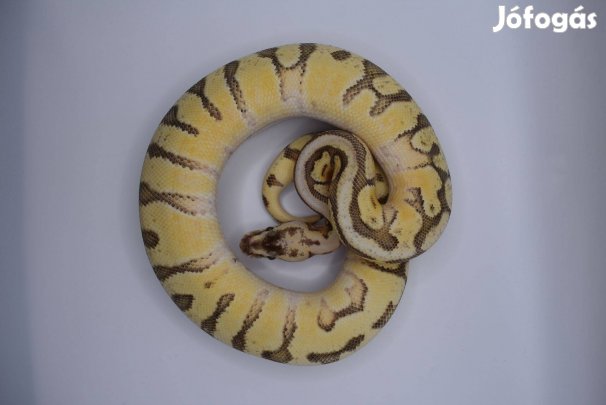 Királypiton - Super Pastel OD HGW Enchi YB