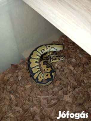 Kiralypiton clown het pied