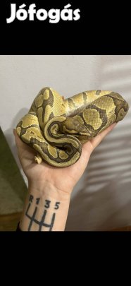 Királypiton eladó 