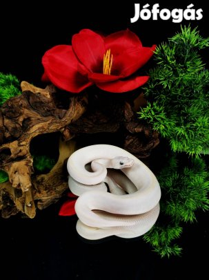 Királypiton eladó - BEL - terrárium, akvárium, kígyó, boa