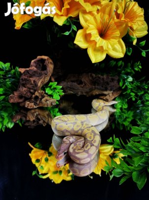 Királypiton eladó - Banana - kígyó, boa, terrárium, akvárium