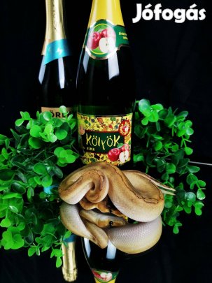 Királypiton eladó - Champagne - terrárium, akvárium, kígyó, boa
