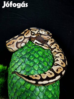 Királypiton eladó - Cinnamon - terrárium, akvárium, kígyó