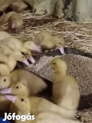 Kis Kacsa elónevelt