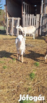 Kis bak kecskék jól tejelő anyáktól