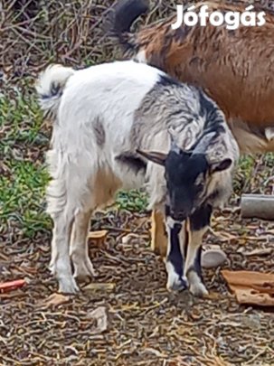 Kis bakkecske eladó 1ezer ft