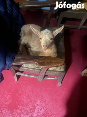 Kis bakkecske eladó továbbtartásra