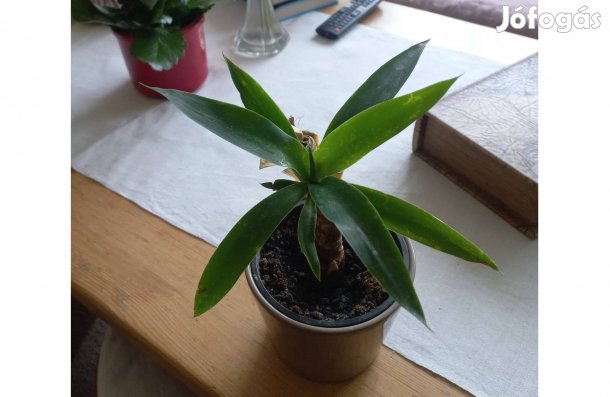 Kis dracéna pálma 12 cm-es cserépben