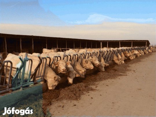 Kis és Nagysúlyú Bikákat Keresek