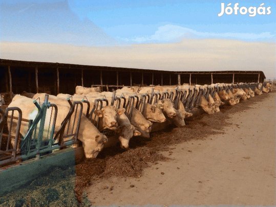 Kis és Nagysúlyú Bikákat Keresek