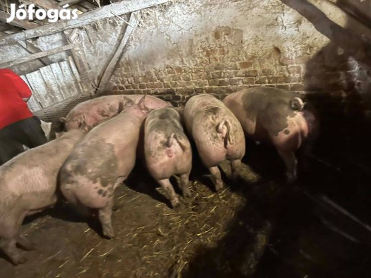 Kis és nagy súlyú hízók