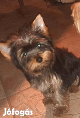 Kis felfedező yorki fiú