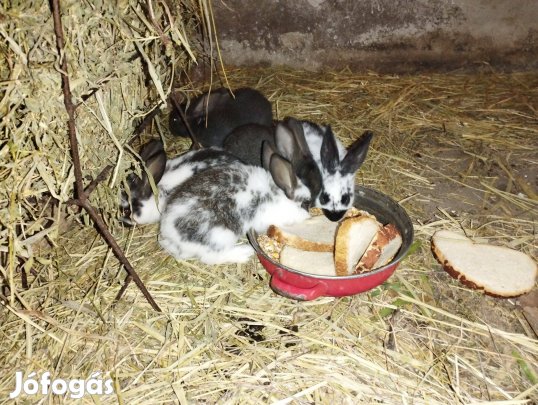 Kis házi nyúl eladó