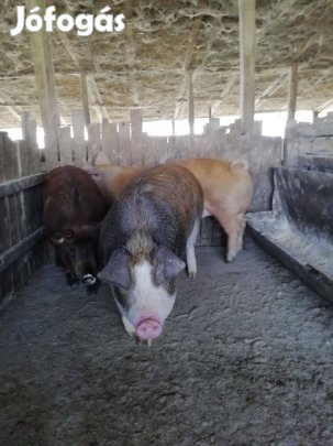 Kis hízók kaphatók!