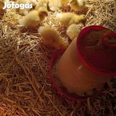 Kis kacsa, napos kacsa, mulard kacsa