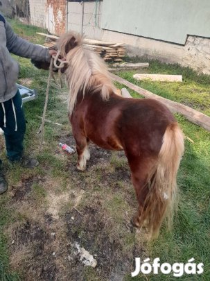 Kis kanca póni