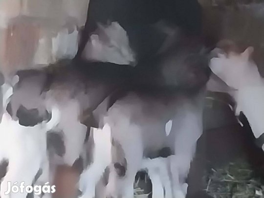 Kis kecskék eladók