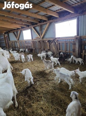 Kis kecskék eladók