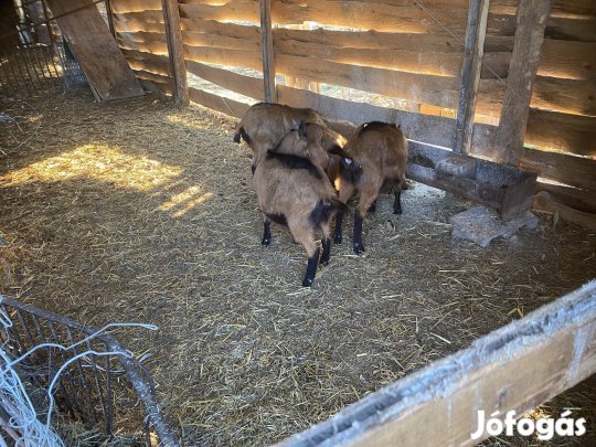 Kis kecskék kecske slpesi eladók tejelő allományból