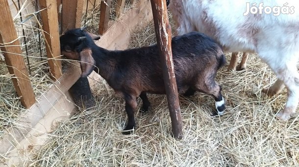 Kis kecskelány eladó.