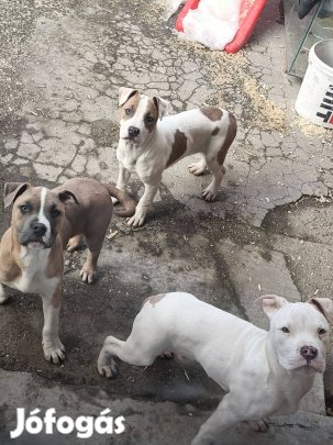 Kis kutyák ( Steffi)