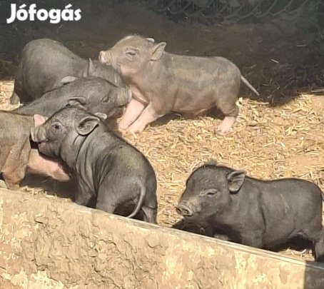 Kis malacok eladók pár darab van még