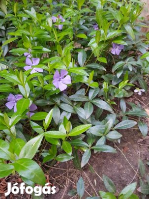 Kis meténg kék és fehér színben 