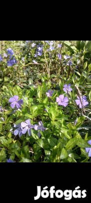 Kis meténg szabadgyökeresen talajtakaró Évelő