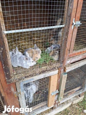 Kis nyulak eladók