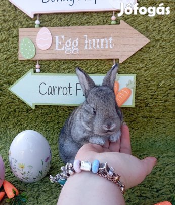 Kis nyuszi, nyúl kedvencnek