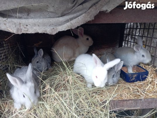 Kis nyuszi eladó Szelevényről!