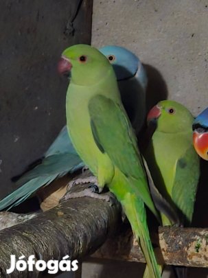 Kis sándor papagáj