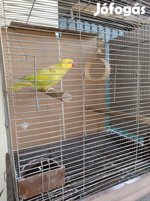 Kis sándor papagáj