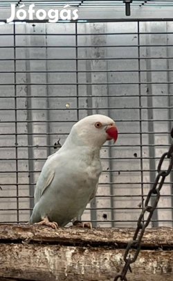 Kis sándor papagáj