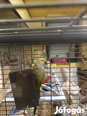 Kis sándor papagáj hím
