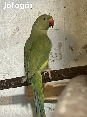 Kis sándor papagájok