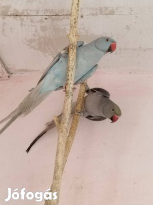 Kis sándor papagájok!