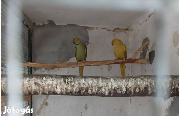 Kis sándorpapagáj és Szakállas papagáj