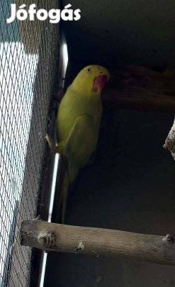 Kis sandorpapagaj költözne