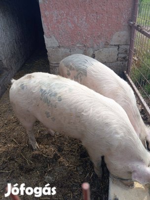 Kis súlyú hizó eladó