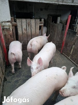 Kis súlyú hízó eladó