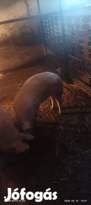 Kis súlyú hizok . eladók.