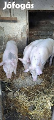 Kis súlyú hízok eladók